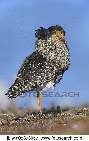 Ruff (Philomachus pugnax), on mating ground, Varanger Peninsula, Norway, Europe View Large Photo Image Stock Photo - Ruff (Philomachus pugnax), on mating ground, Varanger Peninsula, Norway, Europe. Fotosearch