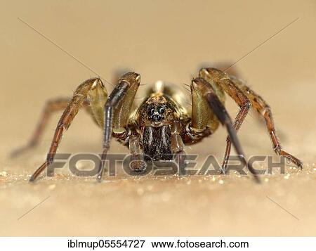Rustic wolf spider View Large Photo Image Stock Photo - Rustic wolf spider. Fotosearch