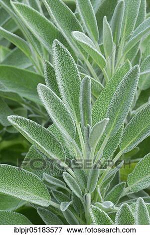 Sage, variety albiflora, Common sage (Salvia officinalis) View Large Photo Image Stock Photo - Sage, variety albiflora, Common sage (Salvia officinalis). Fotosearch