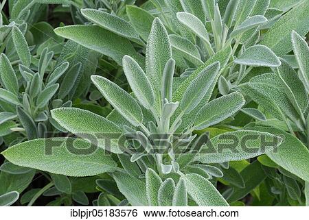 Stock Photograph - Sage, variety albiflora, Common sage (Salvia officinalis). Fotosearch