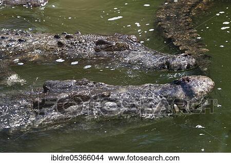 Saltwater crocodile (Crocodylus porosus), Queensland, Australia, Oceania View Large Photo Image Picture - Saltwater crocodile (Crocodylus porosus), Queensland, Australia, Oceania. Fotosearch