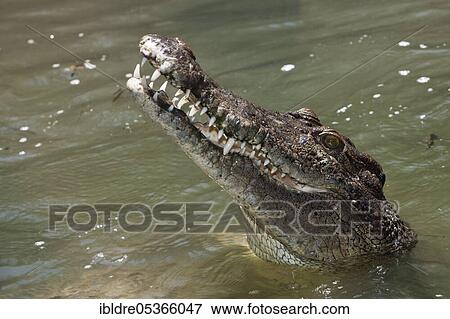 Saltwater crocodile (Crocodylus porosus), Queensland, Australia, Oceania View Large Photo Image Stock Photo - Saltwater crocodile (Crocodylus porosus), Queensland, Australia, Oceania. Fotosearch