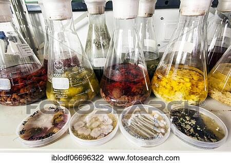 Stock Image - Samples with fungi in the fungus room at the Institute for Pharmaceutical Biology and Biotechnology of the Heinrich-Heine-University Düsseldorf, North Rhine-Westphalia, Germany, Europe. Fotosearch