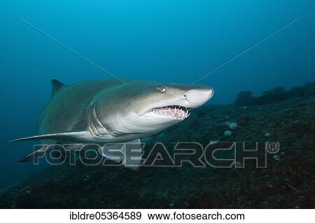 Sand Tiger Shark (Carcharias taurus), Aliwal Shoal, Indian Ocean, South Africa, Africa View Large Photo Image Stock Photo - Sand Tiger Shark (Carcharias taurus), Aliwal Shoal, Indian Ocean, South Africa, Africa. Fotosearch