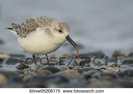 Sanderling (Calidris alba), Helgoland, Schleswig-Holstein, Germany, Europe View Large Photo Image Stock Photography - Sanderling (Calidris alba), Helgoland, Schleswig-Holstein, Germany, Europe. Fotosearch