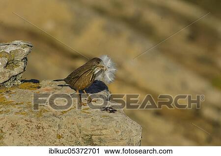 Saunders Island, Austral thrush (Turdus falcklandii), Falkland Islands, Great Britain, South America View Large Photo Image Stock Image - Saunders Island, Austral thrush (Turdus falcklandii), Falkland Islands, Great Britain, South America. Fotosearch