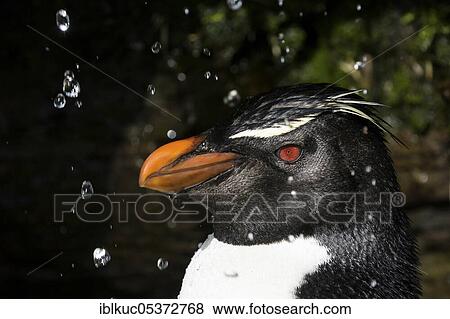 Saunders Island, Rockhopper penguin (Eudyptes chrysocome), Falkland Islands, Great Britain, South America View Large Photo Image Stock Photo - Saunders Island, Rockhopper penguin (Eudyptes chrysocome), Falkland Islands, Great Britain, South America. Fotosearch