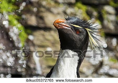 Saunders Island, Rockhopper penguin (Eudyptes chrysocome), Falkland Islands, Great Britain, South America View Large Photo Image Stock Photography - Saunders Island, Rockhopper penguin (Eudyptes chrysocome), Falkland Islands, Great Britain, South America. Fotosearch