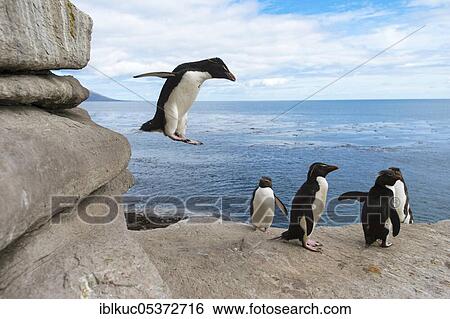 Saunders Island, Rockhopper penguins (Eudyptes chrysocome) Falkland Islands, Great Britain View Large Photo Image Stock Photograph - Saunders Island, Rockhopper penguins (Eudyptes chrysocome) Falkland Islands, Great Britain. Fotosearch