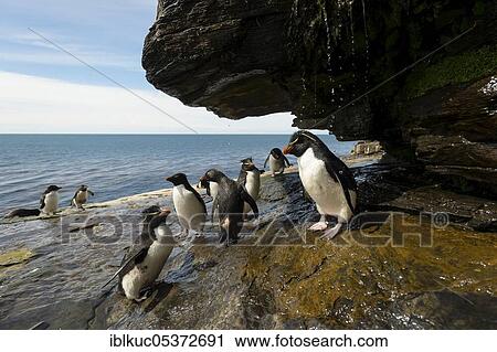 Saunders Island, Southern Rockhopper Penguins (Eudyptes chrysocome), Penguin shower, Falkland Islands, Great Britain, South America View Large Photo Image Stock Image - Saunders Island, Southern Rockhopper Penguins (Eudyptes chrysocome), Penguin shower, Falkland Islands, Great Britain, South America. Fotosearch