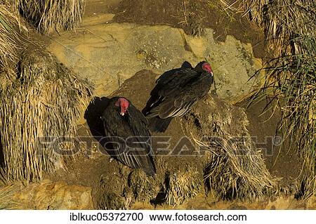 Saunders Island, turkey vulture (Cathartes aura), Falkland Islands, Great Britain, South America View Large Photo Image Stock Image - Saunders Island, turkey vulture (Cathartes aura), Falkland Islands, Great Britain, South America. Fotosearch