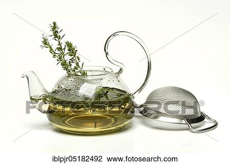 Savory tea (Satureja montana), savory tea, winter savory, mountain savory, savory, tea strainer View Large Photo Image Stock Image - Savory tea (Satureja montana), savory tea, winter savory, mountain savory, savory, tea strainer. Fotosearch