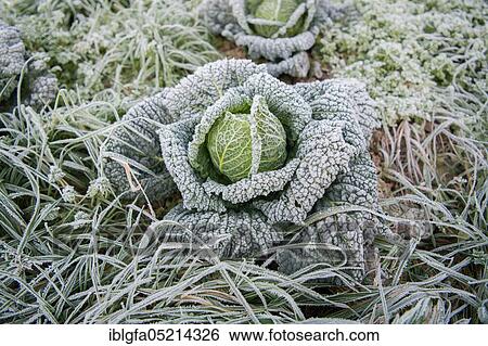 Stock Photograph - Savoy cabbage (Brassica oleracea convar. capitata var. sabauda) in organic cultivation, Velbert, North Rhine-Westphalia, Germany, Europe. Fotosearch