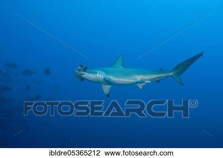 Scalloped Hammerhead (Sphyrna lewini) Shark, Roca Partida, Revillagigedo Islands, Mexico, Central America View Large Photo Image Stock Image - Scalloped Hammerhead (Sphyrna lewini) Shark, Roca Partida, Revillagigedo Islands, Mexico, Central America. Fotosearch