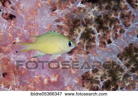 Scaly Cromis (Chromis) lepidolepis, Marovo Lagoon, Solomon Islands, Oceania View Large Photo Image Stock Photo - Scaly Cromis (Chromis) lepidolepis, Marovo Lagoon, Solomon Islands, Oceania. Fotosearch