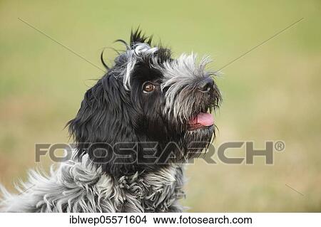 Picture - Schapendoes, puppy, 5 months. Fotosearch