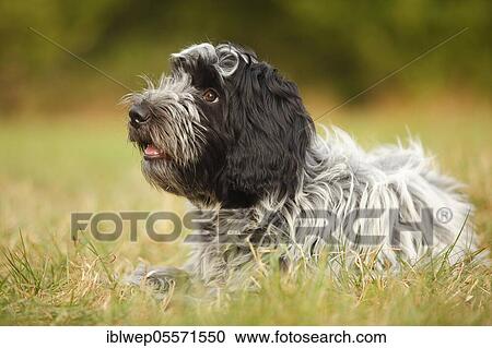 Stock Image - Schapendoes, puppy, 5 months. Fotosearch