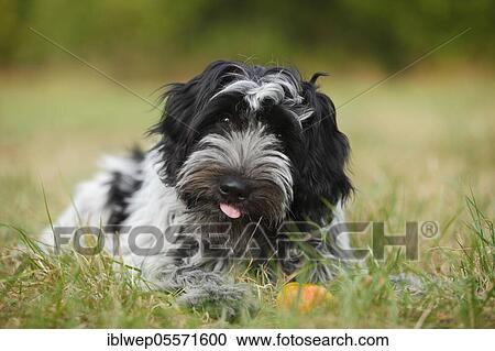 Stock Image - Schapendoes, puppy, 5 months. Fotosearch