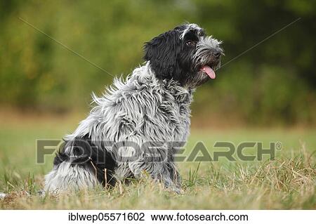 Stock Image - Schapendoes, puppy, 5 months. Fotosearch