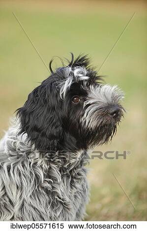 Schapendoes, puppy, 5 months View Large Photo Image Stock Photography - Schapendoes, puppy, 5 months. Fotosearch