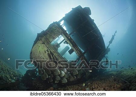 Stock Image - School of longfin batfish (Platax teira) on small wreck, Florida Islands, Solomon Islands, Oceania. Fotosearch