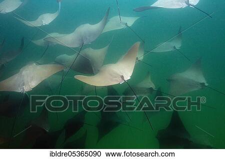 Stock Image - School of the Pacific nose ray, Rhinoptera steindachneri, Cabo Pulmo Marine National Park, Baja California Sur, Mexico, Central America. Fotosearch