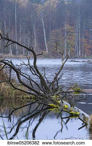 Schweingartensee, Serrahn UNESCO World Natural Heritage Site, Müritz National Park (), Mecklenburg-Western Pomerania, Germany, Europe View Large Photo Image Stock Image - Schweingartensee, Serrahn UNESCO World Natural Heritage Site, Müritz National Park (), Mecklenburg-Western Pomerania, Germany, Europe. Fotosearch