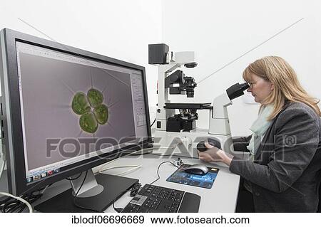 Scientist at an inverted microscope in the Faculty of Biology at the University of Duisburg-Essen View Large Photo Image Stock Photo - Scientist at an inverted microscope in the Faculty of Biology at the University of Duisburg-Essen. Fotosearch