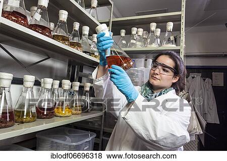 Scientist examining samples in the fungus room at the Institute of Pharmaceutical Biology and Biotechnology at Heinrich Heine University Düsseldorf, North Rhine-Westphalia, Germany, Europe View Large Photo Image Stock Photo - Scientist examining samples in the fungus room at the Institute of Pharmaceutical Biology and Biotechnology at Heinrich Heine University Düsseldorf, North Rhine-Westphalia, Germany, Europe. Fotosearch