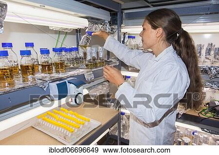 Stock Photo - Scientist in the climate chamber for cultures in the Faculty of Biology at the University of Duisburg-Essen. Fotosearch