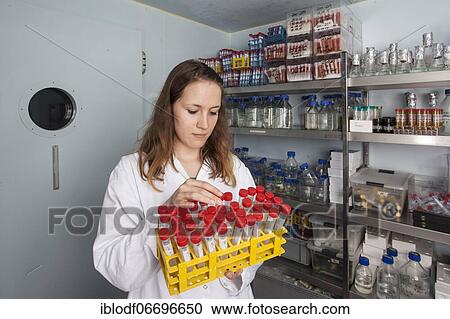 Scientist in the cold room at 4 degrees in the genetic engineering department in the faculty of biology at the University of Duisburg-Essen View Large Photo Image Stock Image - Scientist in the cold room at 4 degrees in the genetic engineering department in the faculty of biology at the University of Duisburg-Essen. Fotosearch