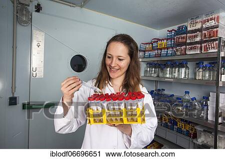 Scientist in the cold room at 4 degrees in the genetic engineering department in the faculty of biology at the University of Duisburg-Essen View Large Photo Image Stock Image - Scientist in the cold room at 4 degrees in the genetic engineering department in the faculty of biology at the University of Duisburg-Essen. Fotosearch
