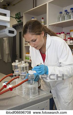Scientist of biology at a laboratory filter unit in the genetic engineering section of the laboratories of the University of Duisburg-Essen View Large Photo Image Stock Photo - Scientist of biology at a laboratory filter unit in the genetic engineering section of the laboratories of the University of Duisburg-Essen. Fotosearch
