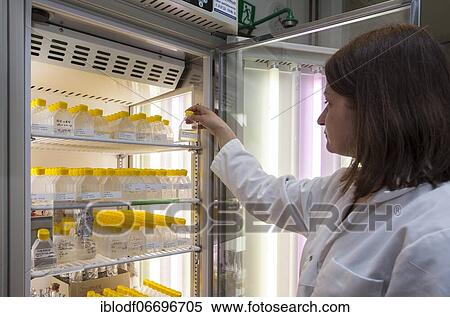 Scientist of biology at an incubator in the genetic engineering section of the laboratories of the University of Duisburg-Essen View Large Photo Image Stock Photography - Scientist of biology at an incubator in the genetic engineering section of the laboratories of the University of Duisburg-Essen. Fotosearch