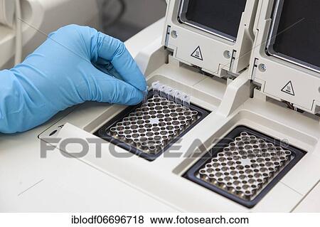 Scientist of biology at the PCR cycler in the genetic engineering section of the laboratories of the University of Duisburg-Essen View Large Photo Image Stock Photo - Scientist of biology at the PCR cycler in the genetic engineering section of the laboratories of the University of Duisburg-Essen. Fotosearch