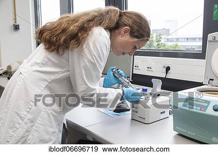Scientist of biology pipetting in the genetic engineering area of the laboratories of the University of Duisburg-Essen View Large Photo Image Stock Photo - Scientist of biology pipetting in the genetic engineering area of the laboratories of the University of Duisburg-Essen. Fotosearch