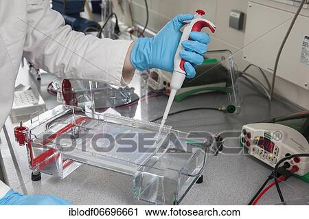 Scientist pipetting in the poison room or laboratory with ethidium bromide during a DNA gel electrophoresis for the detection of nucleic acids in the Faculty of Biology at the University of Duisburg-Essen View Large Photo Image Stock Image - Scientist pipetting in the poison room or laboratory with ethidium bromide during a DNA gel electrophoresis for the detection of nucleic acids in the Faculty of Biology at the University of Duisburg-Essen. Fotosearch