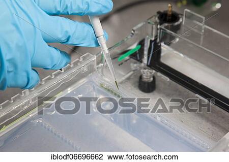 Scientist pipetting in the poison room or laboratory with ethidium bromide during a DNA gel electrophoresis for the detection of nucleic acids in the Faculty of Biology at the University of Duisburg-Essen View Large Photo Image Stock Image - Scientist pipetting in the poison room or laboratory with ethidium bromide during a DNA gel electrophoresis for the detection of nucleic acids in the Faculty of Biology at the University of Duisburg-Essen. Fotosearch