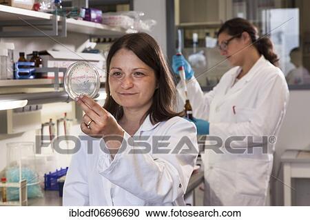 Scientist with a Petri dish containing a transformation of (E. ) coli bacteria View Large Photo Image Stock Image - Scientist with a Petri dish containing a transformation of (E. ) coli bacteria. Fotosearch