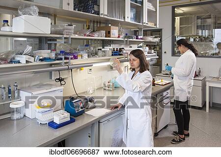Scientist with a Petri dish containing a transformation of (E. ) coli bacteria View Large Photo Image Stock Photo - Scientist with a Petri dish containing a transformation of (E. ) coli bacteria. Fotosearch