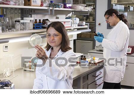 Stock Photo - Scientist with a Petri dish containing a transformation of (E. ) coli bacteria. Fotosearch