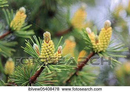 Scots pine (Pinus sylvestris) Black Forest, Baden-Württemberg, Germany, Europe View Large Photo Image Stock Photo - Scots pine (Pinus sylvestris) Black Forest, Baden-Württemberg, Germany, Europe. Fotosearch