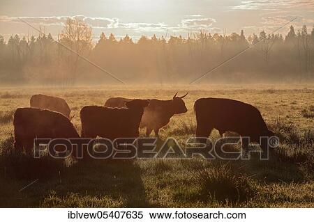 Scottish Highland Cattle, Pfrunger-Burgweiler Ried, Baden-Württemberg, Germany, Europe View Large Photo Image Stock Photography - Scottish Highland Cattle, Pfrunger-Burgweiler Ried, Baden-Württemberg, Germany, Europe. Fotosearch
