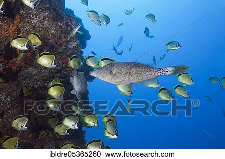 Stock Image - Scrawled Filefish (Aluterus scriptus) in Shoal of Barberfish, Johnrandallia nigrirostris, San Benedicto, Revillagigedo Islands, Mexico, Central America. Fotosearch