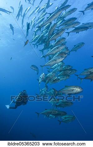 Scuba Diver and Shoal of Bigeye Trevally (Caranx sexfasciatus), Socorro, Revillagigedo Islands, Mexico, Central America View Large Photo Image Stock Image - Scuba Diver and Shoal of Bigeye Trevally (Caranx sexfasciatus), Socorro, Revillagigedo Islands, Mexico, Central America. Fotosearch