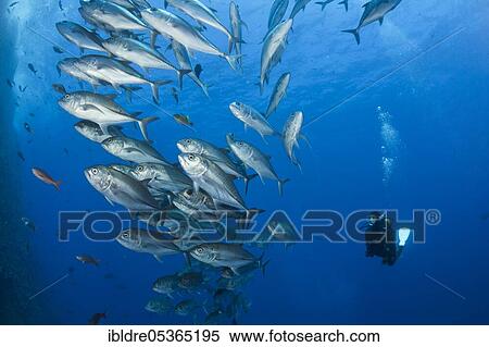 Stock Photography - Scuba Diver and Shoal of Bigeye Trevally (Caranx sexfasciatus), Roca Partida, Revillagigedo Islands, Mexico, Central America. Fotosearch
