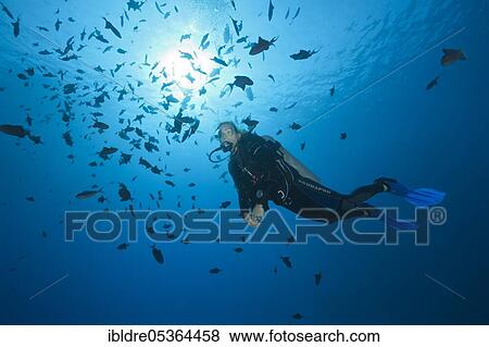Stock Photo - Scuba Diver and Shoal of Redtooth Triggerfish (Odonus niger), St. Johns, Red Sea, Egypt, Africa. Fotosearch