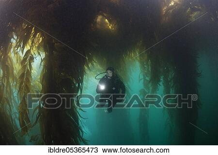 Scuba Diving in Kelp Forest (Macrocystis pyrifera), San Benito Island, Mexico, Central America View Large Photo Image Stock Image - Scuba Diving in Kelp Forest (Macrocystis pyrifera), San Benito Island, Mexico, Central America. Fotosearch