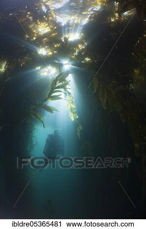 Stock Image - Scuba Diving in Kelp Forest (Macrocystis pyrifera), San Benito Island, Mexico, Central America. Fotosearch