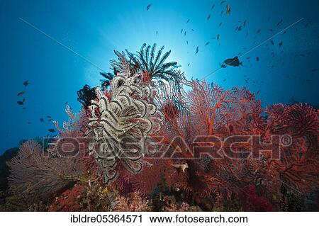 Stock Image - Sea fans in coral reef (Melithaea), Marovo Lagoon, Solomon Islands, Oceania. Fotosearch